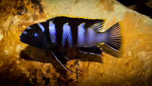Labidochromis sp. mbamba bay