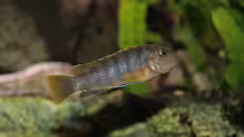 Labidochromis sp. mbamba female