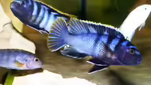 Labidochromis sp. ´mbamba´ Männchen beim kampf um ein Weibchen.C
