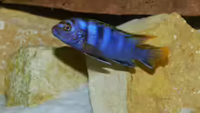 Labidochromis sp. ´mbamba´