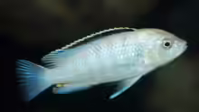 Labidochromis sp. nkali