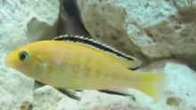 Labidochromis yellow - Männchen