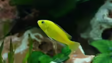 Labidochromis Yellow ( Jungtier ca. 2,5 cm )