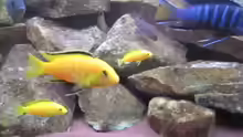 Labidochromis yellow mit Jungtieren