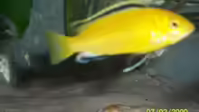 Labidochromis Yellow