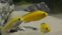 Labidochromis ´Yellow´