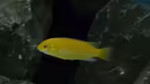 Labidochromis yellow