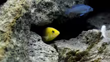 Labidochromis yellow