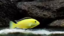 Labidochromis yellow