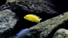 Labidochromis yellow