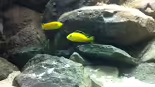 Labidochromis yellow