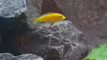 Labidochromis ´yellow´