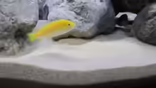 Labidochromis Yellow