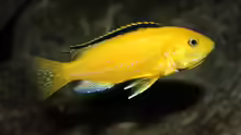 Labidochromis