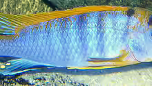 Labidochromis´Hongi´ Männchen