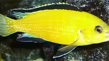 Labidochromis´Yellow´ Männchen