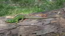 Lacerta agilis