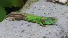 Lacerta strigata