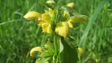 Lamium galeobdolon