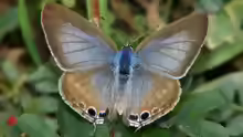 Lampides boeticus