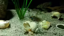 Lamprologus ocellatus
