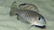 Lamprologus signatus