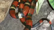 Lampropeltis triangulum hondurensis