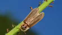 Lampyris noctiluca
