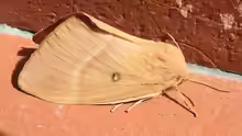 Lasiocampa quercus