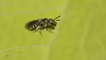 Lasioglossum nitidulum