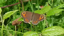 Lasiommata maera