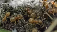 Lasius flavus