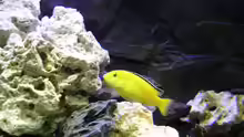 Lb.caeruleus spec. Yellow Weibchen