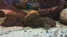 Parotocinclus jumbo