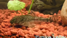 LDA25/Parotocinclus jumbo/Pitbull Pleco