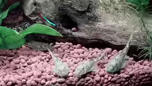 LDA25/Parotocinclus jumbo/Pitbull Pleco