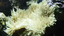 Lederanemone ca. 30cm