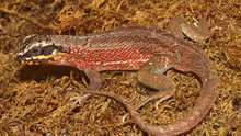 Leiocephalus personatus