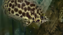 Leopard-Buschfisch