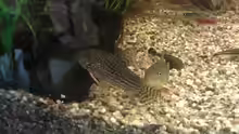 Leopard-Panzerwels Corydoras leopardus