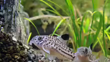 Leopardpanzerwels (Corydoras triline)