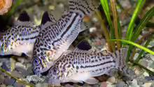 Leopardpanzerwels (Corydoras triline)