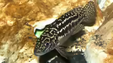 Lepidiolamprologus