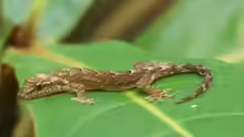 Lepidodactylus lugubris