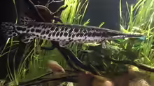 Lepisosteus oculatus