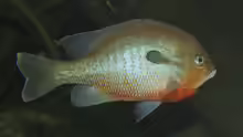 Lepomis auritus