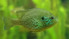 Lepomis gibbosus