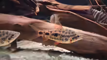 Leporinus sp strawberry