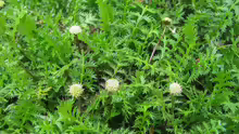 Leptinella squalida