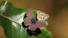 Leptotes pirithous